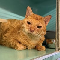 NOXY, chat à adopter
