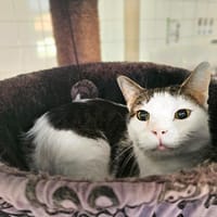 MERINGUE, chat à adopter