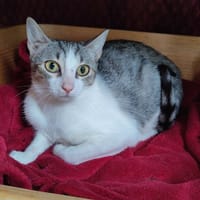 BRIE QCT, chatte à adopter