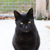 GAVROCHE, chat à adopter