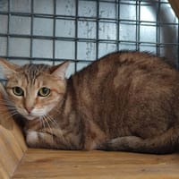 ALBA QCT, chatte à adopter