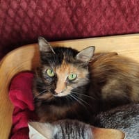 ROYAL DELUXE QCT, chatte à adopter