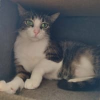 SPEARS QCT, chatte à adopter