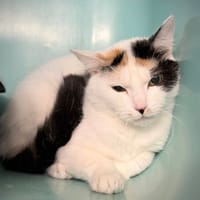 BIANCA, chatte à adopter