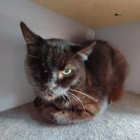PACHA QCT, chat à adopter