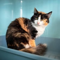 TAMARA, chatte à adopter