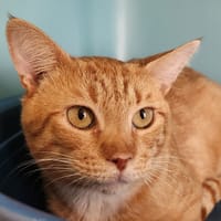 MBAPPE QCT, chat à adopter