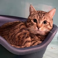 MIMOUNE, chat à adopter