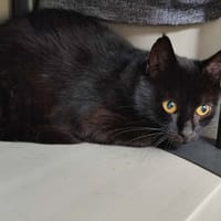MANUA QCT, chatte à adopter