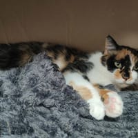 TITA QCT, chatte à adopter
