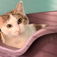 LIVIRA, chatte à adopter