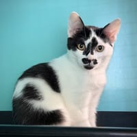 BEBAY, chatte à adopter