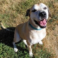 MILKA, chienne à adopter