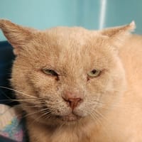 CESAR QCT, chat à adopter