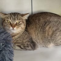 ZOUK QCT, chatte à adopter