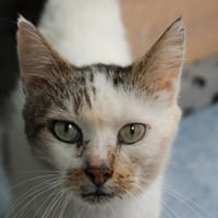 Arturo, chat à adopter
