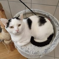 SWING QCT, chat à adopter