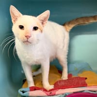 ROMEO, chat à adopter