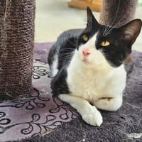 NEBRASKA, chat à adopter