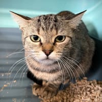 MAGNOLIA, chatte à adopter