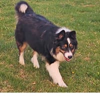 Stella, chienne à adopter