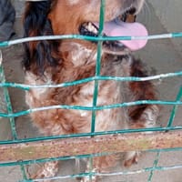 Stefie, chienne à adopter