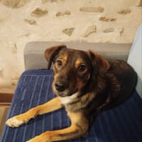 Joe, chien à adopter