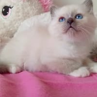 Nelie, chatte à adopter