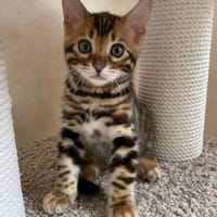 Mistral, chat à adopter