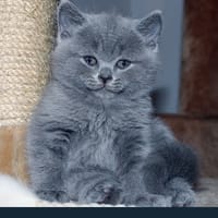 Paki, chat à adopter