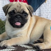 Paki, chien à adopter