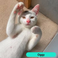 OGGY, chat à adopter