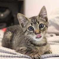 NESTOR, chat à adopter