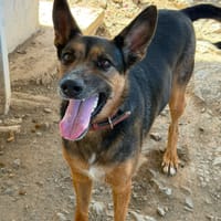 BARBIE  (Los Reyes), chienne à adopter
