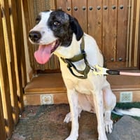 BELLA (Martina), chienne à adopter