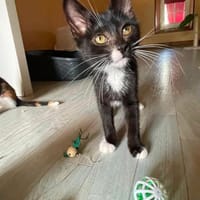 BROOK, chat à adopter