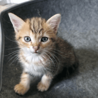 LOKI, chat à adopter