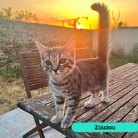 ZOUZOU, chat à adopter