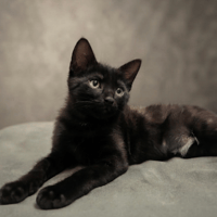 BALOO, chat à adopter