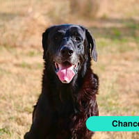 CHANCE, chien à adopter