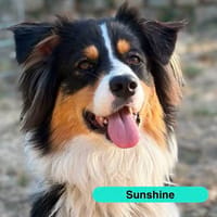 SUNSHINE, chien à adopter