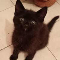 bibie, chatte à adopter