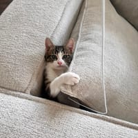 Juju, chatte à adopter