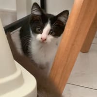 benco, chat à adopter