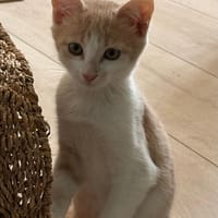 blondie, chatte à adopter