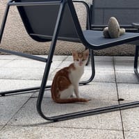 Cinnamon, chat à adopter