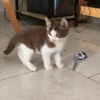 kay, chat à adopter