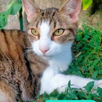 RAOUL, chat à adopter