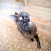 Laika, chatte à adopter