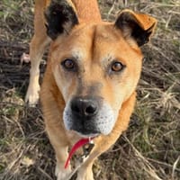 Feliks, pies do adopcji